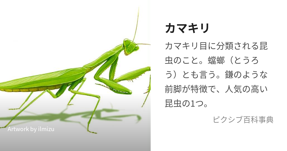 メダマカレハカマキリ ペア カマキリ マンティス ② 小売