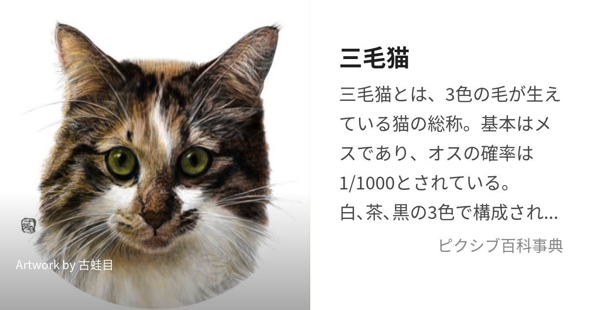 三毛猫 (みけねこ)とは【ピクシブ百科事典】