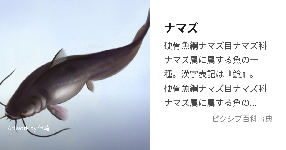 ナマズ 大型魚 淡水魚 観賞魚 マナマズ ニホンナマズ 鯰 なまず - 魚類、水生生物