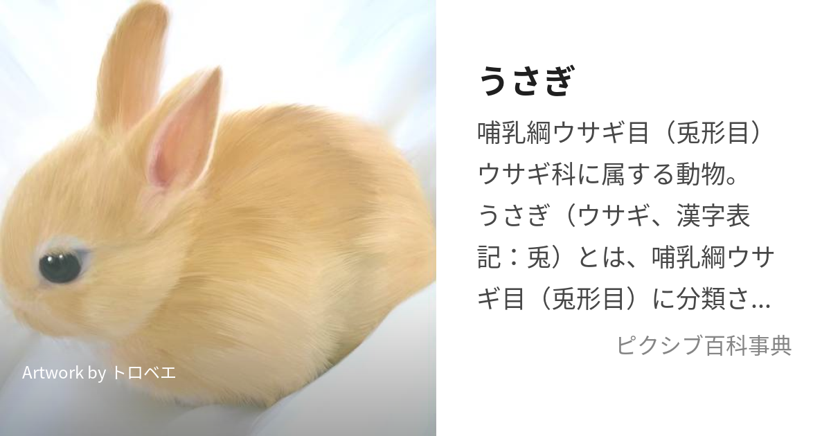 うさぎ (うさぎ)とは【ピクシブ百科事典】