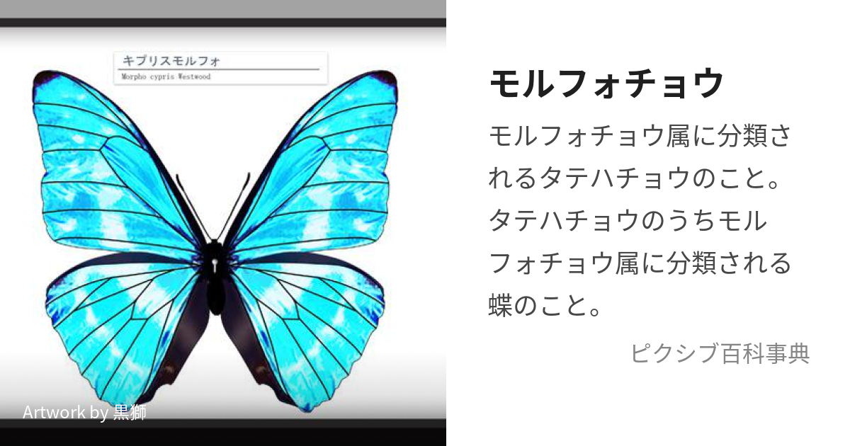 モルフォチョウ (もるふぉちょう)とは【ピクシブ百科事典】