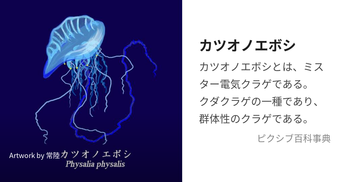 カツオノエボシ (かつおのえぼし)とは【ピクシブ百科事典】