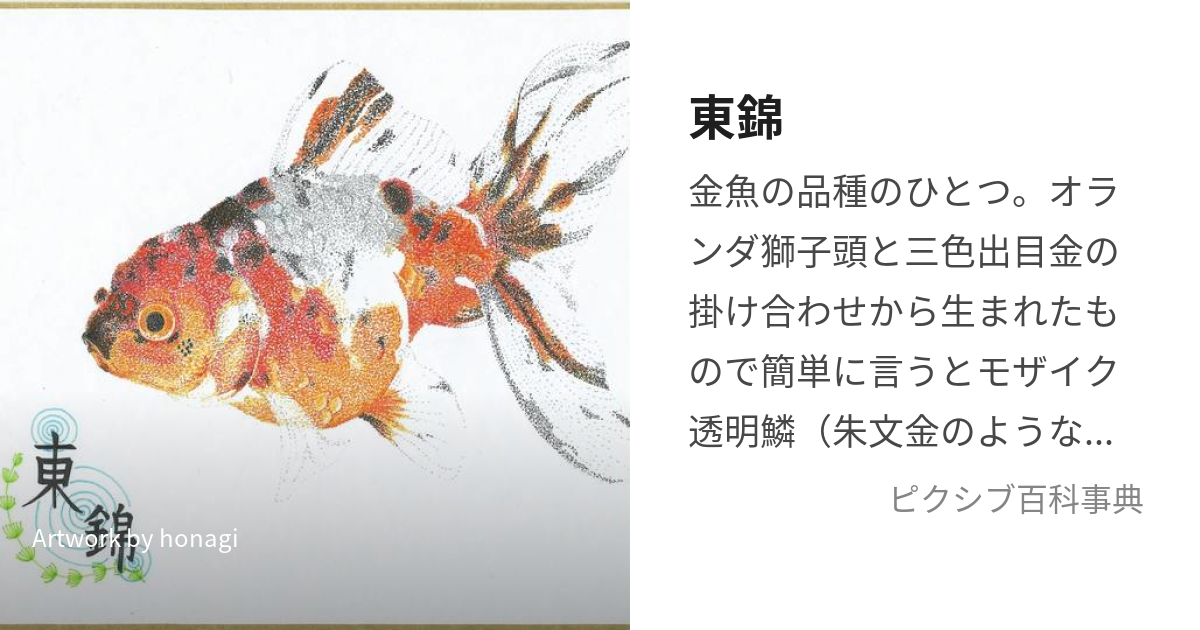 ◇◇バンビーーノ◇◇【関東東錦】親魚 01 - 魚類、水生生物