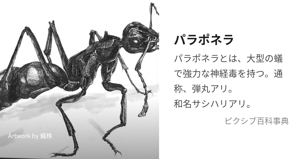 パラポネラ (Paraponera clavata) 女王無し 働きアリのみ20〜25匹 アリ 蟻 奇蟲 ファッション クレイジージャーニー