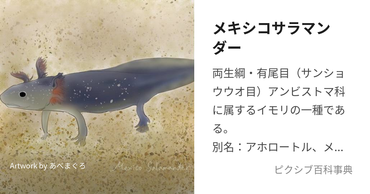 メキシコサラマンダー (めきしこさらまんだー)とは【ピクシブ百科事典】