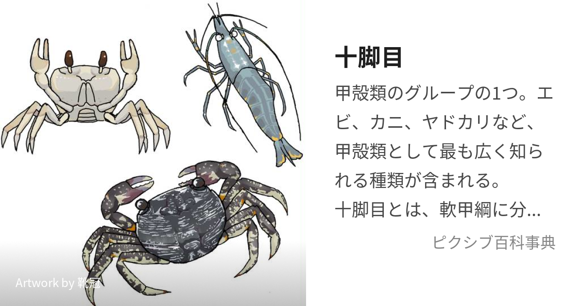 日本陸棚周辺の十脚甲殻類 - 通販 - csa.sakura.ne.jp