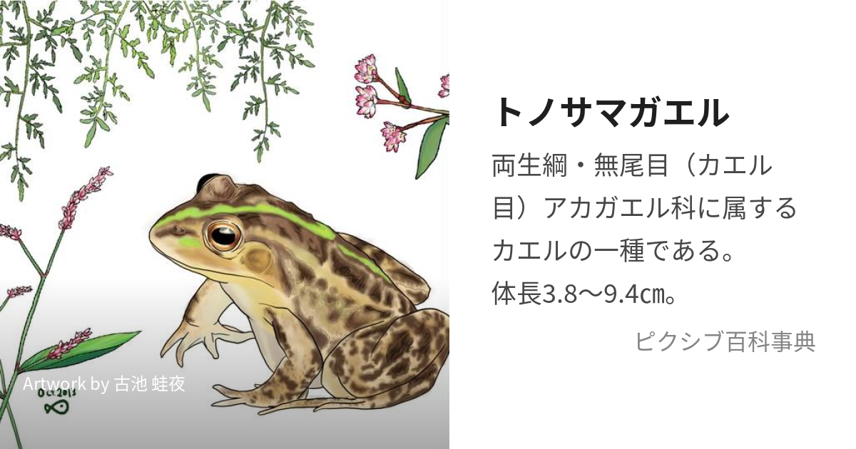 トノサマガエル (とのさまがえる)とは【ピクシブ百科事典】