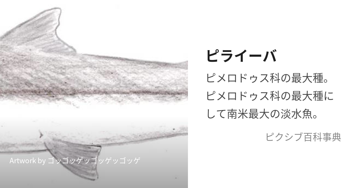 ピライーバ、肉食魚、熱帯魚 - 愛知県のその他