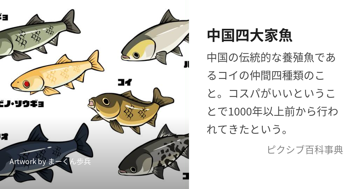 アオウオ 青魚 珍魚 レア魚 淡水魚 コイ科 - 魚類、水生生物