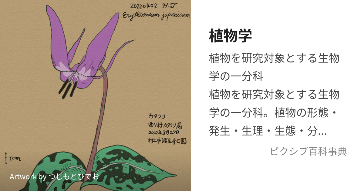 植物学 (しょくぶつがく)とは【ピクシブ百科事典】