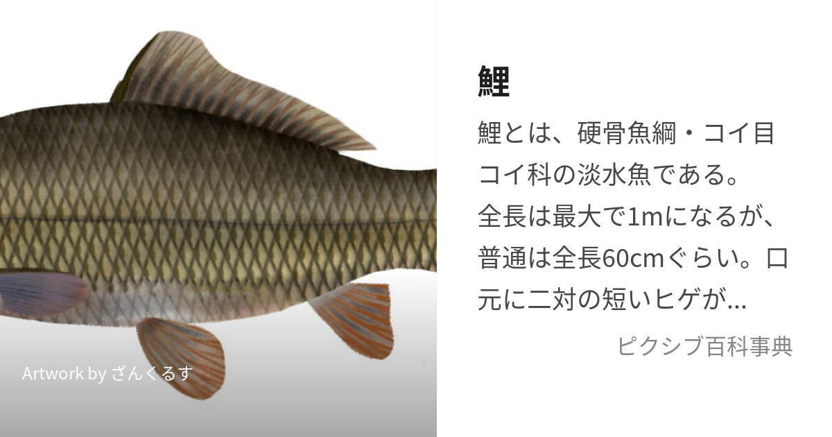 魚の鯉のことは何と言いますか？